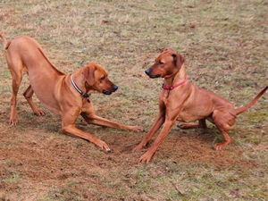 Ridgie und Yta